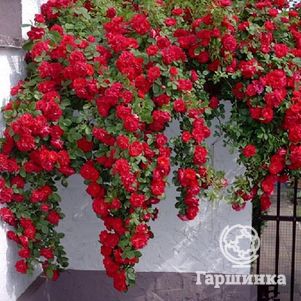 

Роза Сантана плетистая, Тантау (лиц)