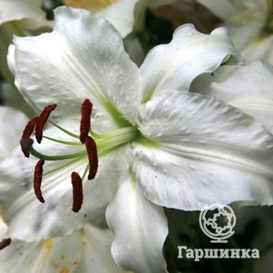 

Лилия Саронно ОТ-гибрид