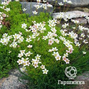 

Камнеломка Арендса Альба