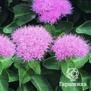 

Очиток (седум) Мини Джой