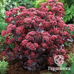 

Очиток (седум) гибридный Перпл Эмперор