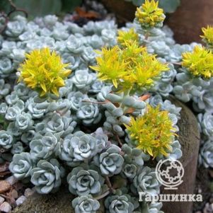 

Очиток (седум) Кейп Бланко