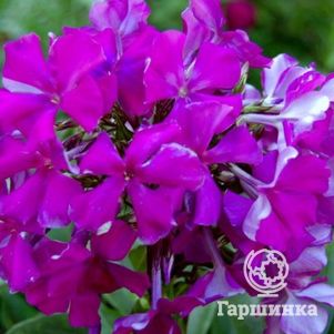 

Флокс Шансон