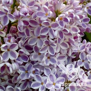 Сирень Лила Вандер