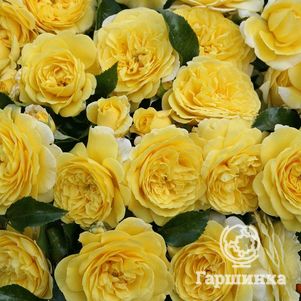 

Роза Солеро флорибунда, Кордес (лиц)