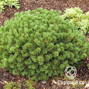 

Сосна горная Мопс