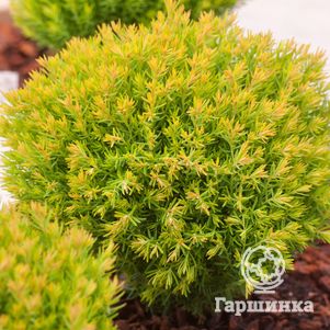 

Туя шаровидная Анниек