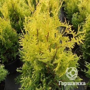 Туя западная Голден Брабант