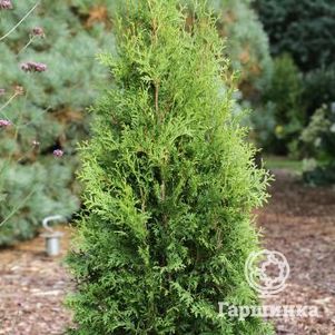 

Туя Кинг оф Брабант западная