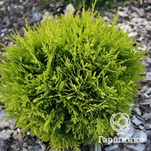 

Туя шаровидная Мириам