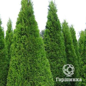 

Туя западная Смарагд