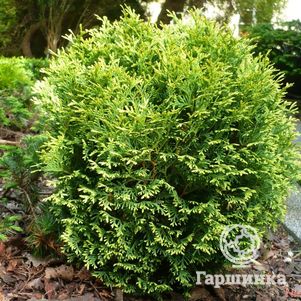 Туя шаровидная Вотерфилд