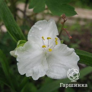 

Традесканция Инносенс