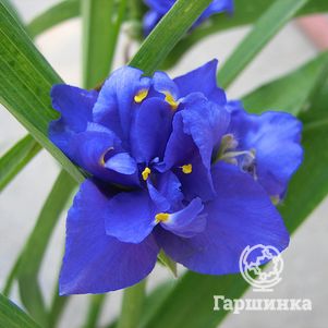 

Традесканция Макс Дабл