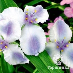 

Традесканция Оспри