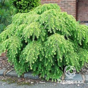 

Тсуга канадская Джедделох