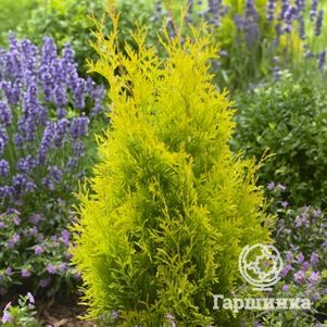 

Туя западная Санни Смарагд