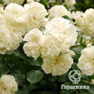 Роза Вайт Мейдиланд, Мейян (лиц)