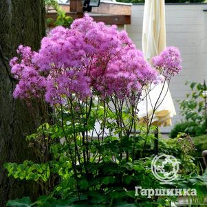 

Василистник водосборолистный Тандерклауд