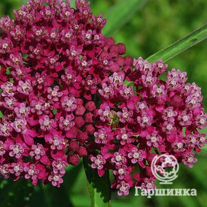 

Ваточник Соулмейт инкарната