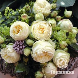 Роза Веддинг Пиано чайно-гибридная, Тантау (лиц)