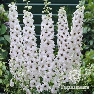 

Дельфиниум Пацифик Галахард