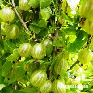 

Крыжовник Балтийский