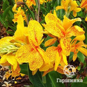 

Канна Еллоу Хамберт