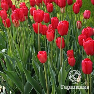 

Тюльпан Феррари Триумф 5шт