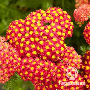 

Тысячелистник Паприка