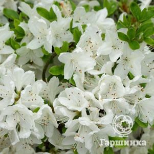 

Рододендрон Кермесина Альба