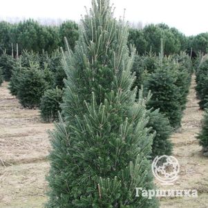 

Пихта белая Пирамидалис