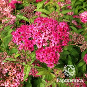 

Спирея Антони Ватерер японская