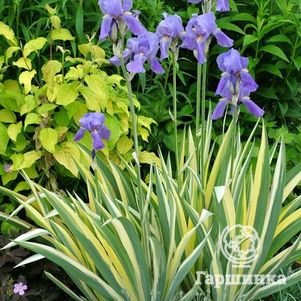 

Ирис паллида Вариегата