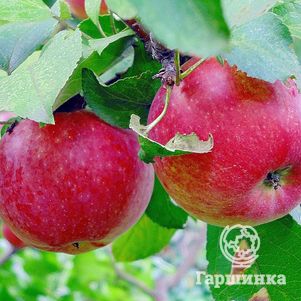 Яблоня Яблочный спас