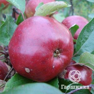 

Яблоня Антей