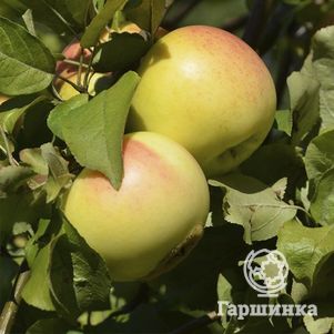 

Яблоня Детское