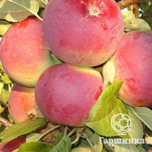 

Яблоня Кэрол