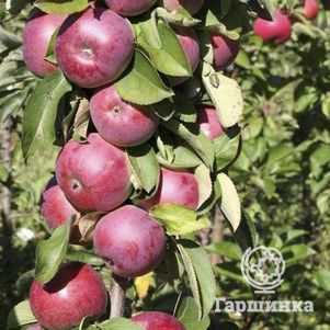 

Яблоня Есения колоновидная