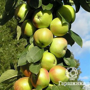 

Яблоня Гирлянда колоновидная