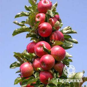 

Яблоня Созвездие колоновидная