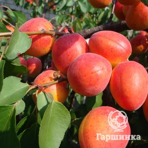 Абрикос Краснощекий сеяный