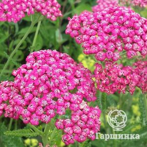 

Тысячелистник Сериз Куин