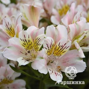 

Альстромерия Венус