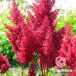 Астильба японская Монтгомери