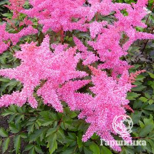 

Астильба Арендса Ритм энд Бит