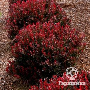 

Барбарис Тунберга Ред Компакт