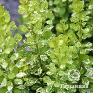 

Барбарис Тунберга Поувов