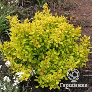 

Барбарис Тунберга Санни