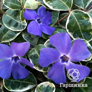 

Барвинок Ральф Шугерт малый